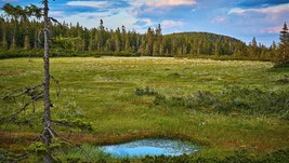 Von der Černá hora über das Moorgebiet Černohorské rašeliniště und die Enklave Valšovky nach Horní M